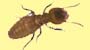 Termite and Pest Inspections