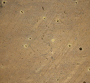 termite classification1