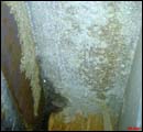 termite classification1