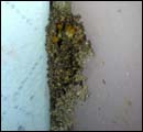 trmite colonies